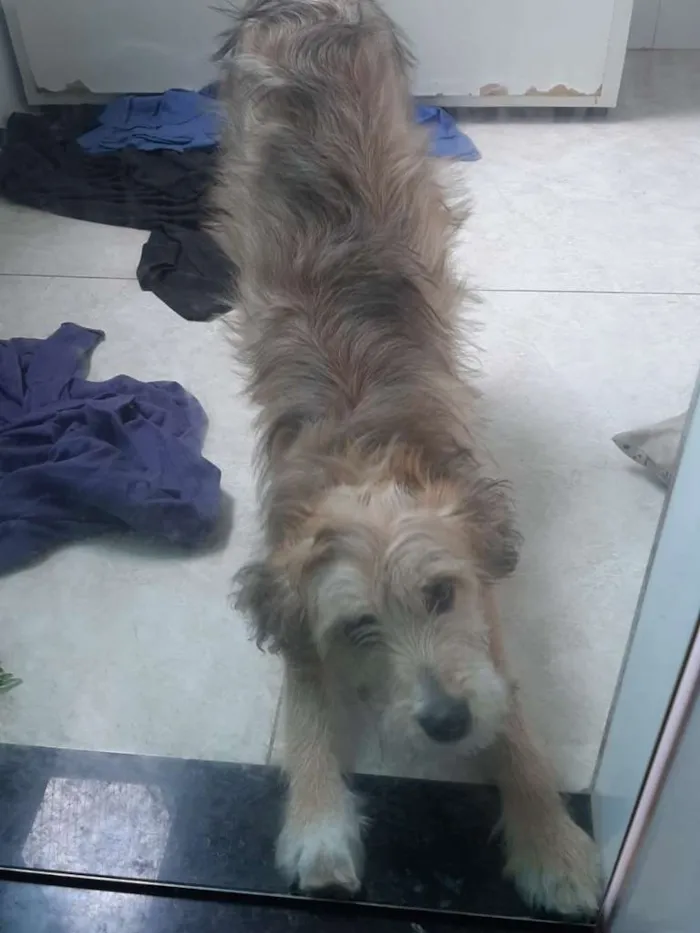 Cachorro raça Sem raça definida idade 2 a 6 meses nome Nina