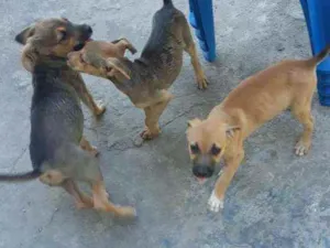 Cachorro raça Srd idade 2 a 6 meses nome Sem nome