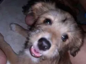 Cachorro raça Sem raça definida idade 2 a 6 meses nome Nina