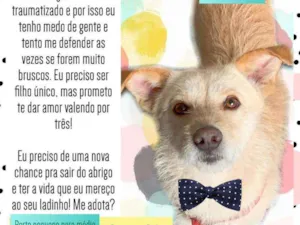 Cachorro raça SRD idade 1 ano nome Chici