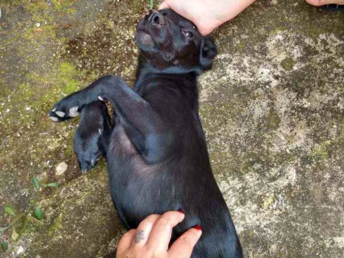 Cachorro ra a Vira lata  idade 7 a 11 meses nome Pretinha 