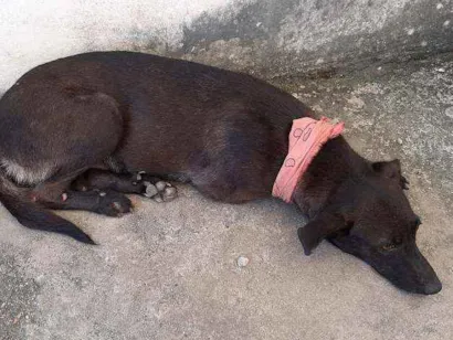 Cachorro raça descomhecida idade 7 a 11 meses nome sem nome