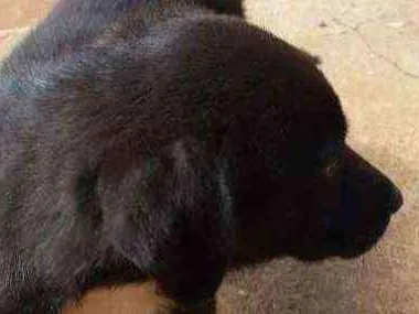 Cachorro ra a Srd idade Abaixo de 2 meses nome Panda