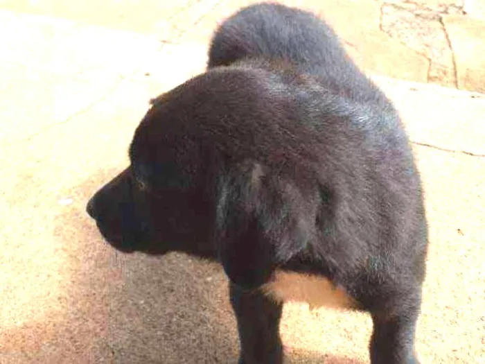 Cachorro ra a Srd idade Abaixo de 2 meses nome Panda