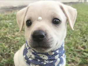 Cachorro raça Sem Raça Definida  idade Abaixo de 2 meses nome KLAUS