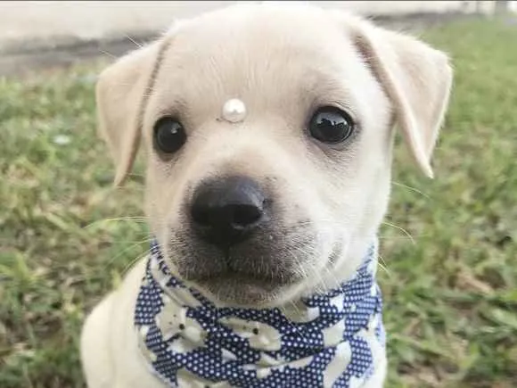 Cachorro ra a Sem Raça Definida  idade Abaixo de 2 meses nome KLAUS