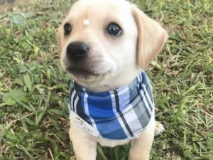 Cachorro raça Sem Raça Deifinida idade Abaixo de 2 meses nome ENZO