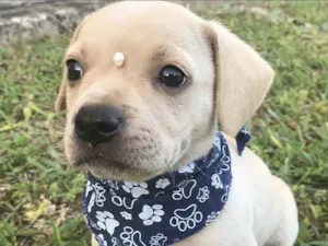 Cachorro raça Sem Raça Definida idade Abaixo de 2 meses nome SAYMON
