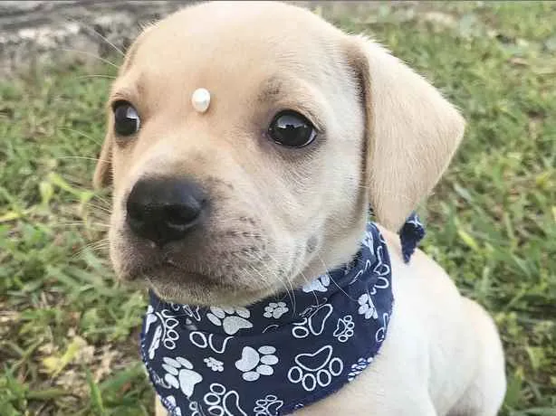 Cachorro ra a Sem Raça Definida idade Abaixo de 2 meses nome SAYMON