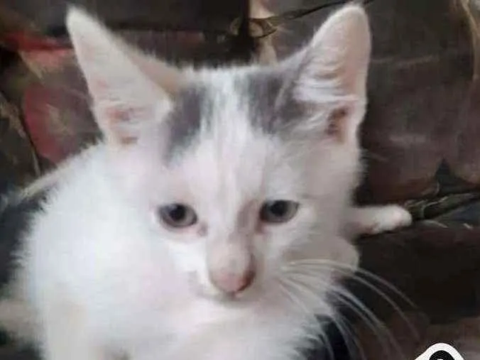 Gato ra a Srd idade 2 a 6 meses nome Aaron e Apolo