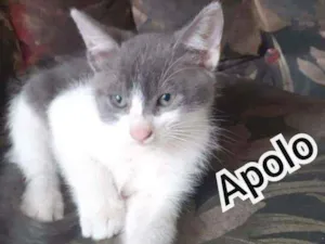 Gato raça Srd idade 2 a 6 meses nome Aaron e Apolo