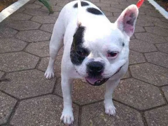 Cachorro ra a Bulldog Francês idade 6 ou mais anos nome Zaion