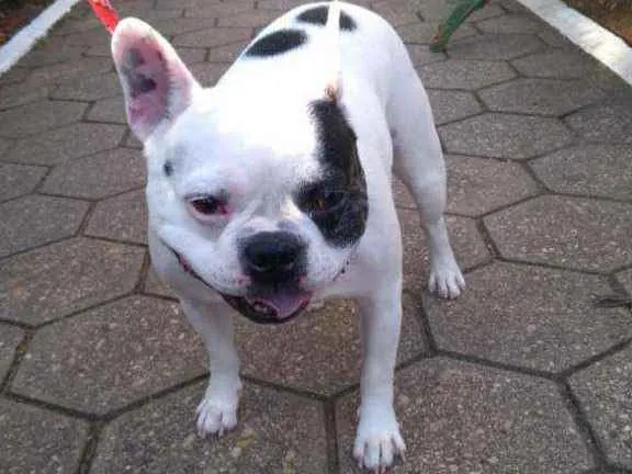 Cachorro ra a Bulldog Francês idade 6 ou mais anos nome Zaion