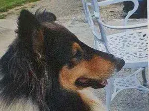 Cachorro raça Collie idade 3 anos nome Thor