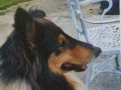Cachorro raça Collie idade 3 anos nome Thor