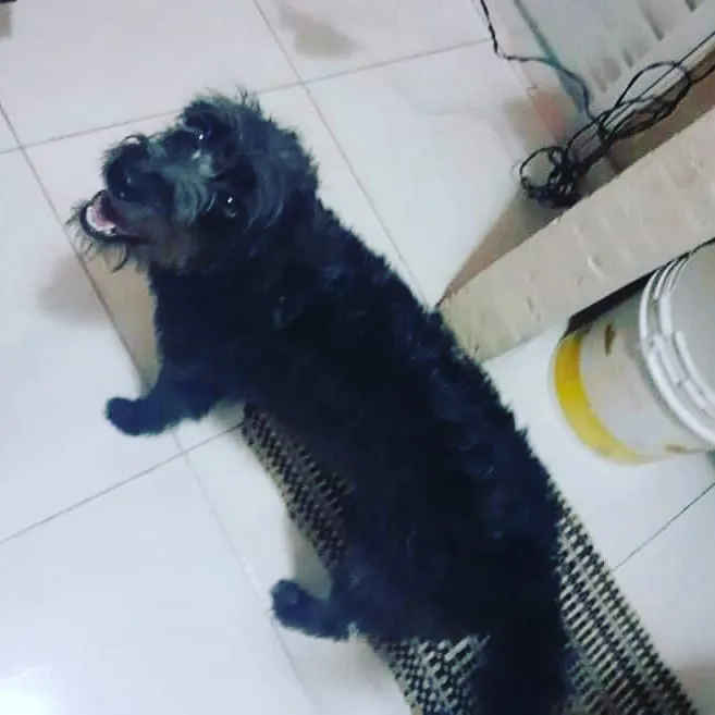 Cachorro ra a Poodle idade 7 a 11 meses nome Estopinha