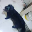 Estopinha