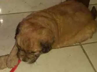 Cachorro ra a Não sei idade 2 a 6 meses nome Bebê cachorro