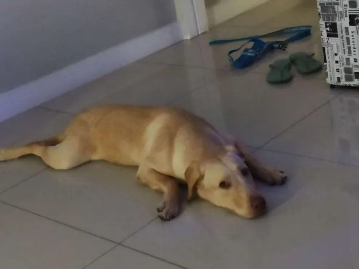 Cachorro ra a Labrador idade 1 ano nome Bucky