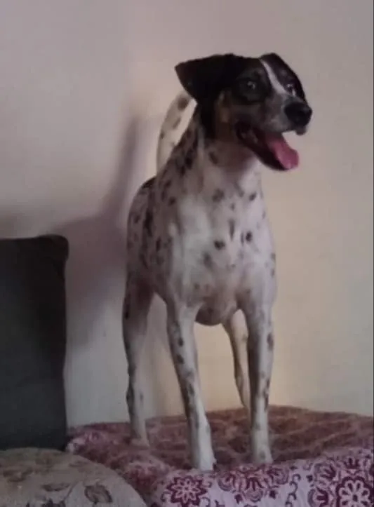 Cachorro raça SRD-ViraLata idade 3 anos nome Jukimka