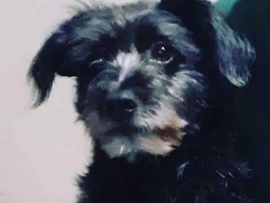 Cachorro ra a Poodle idade 7 a 11 meses nome Estopinha