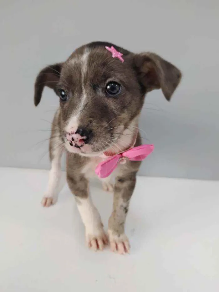 Cachorro raça Srd idade Abaixo de 2 meses nome Pinta