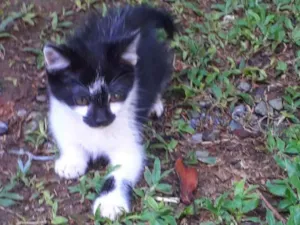 Gato raça SRD idade 2 a 6 meses nome Filó