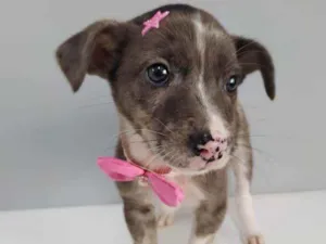Cachorro raça Srd idade Abaixo de 2 meses nome Pinta
