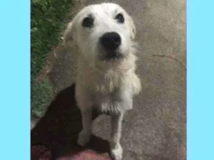 Cachorro raça SRD idade 1 ano nome Luke