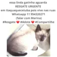 Gatinha