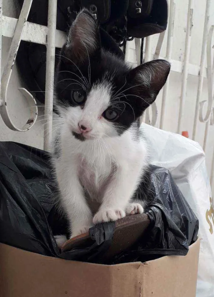 Gato ra a Desconhecida  idade 2 a 6 meses nome Sem Nome