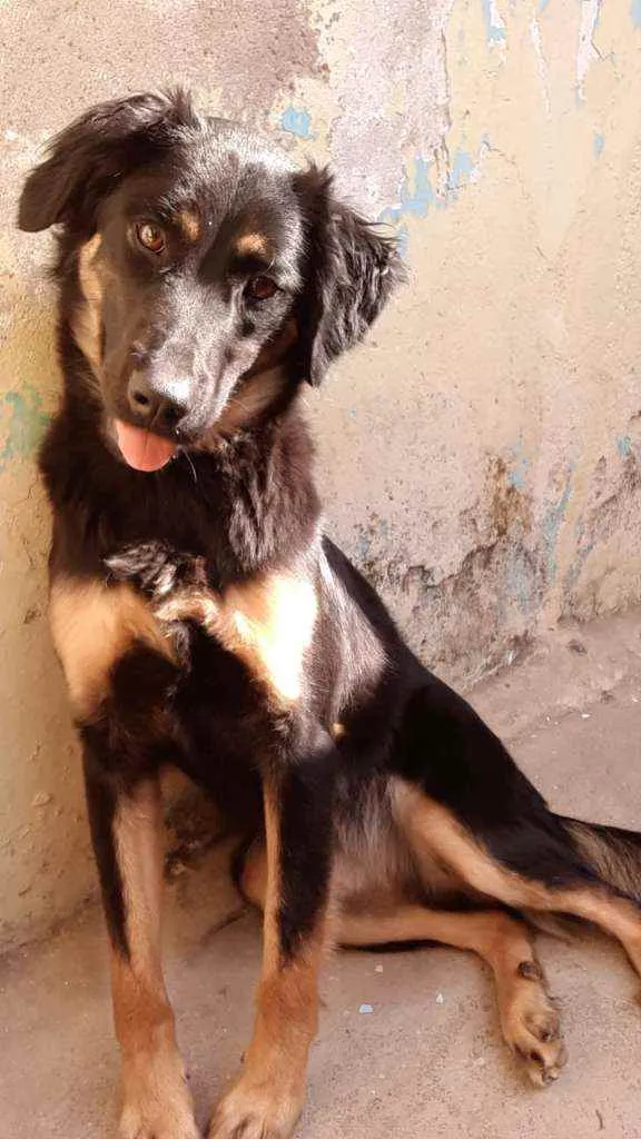 Cachorro raça Vira lata idade 1 ano nome Batata