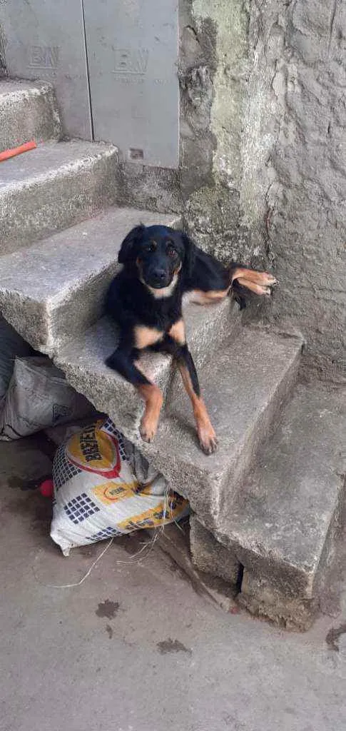 Cachorro raça Vira lata idade 1 ano nome Batata