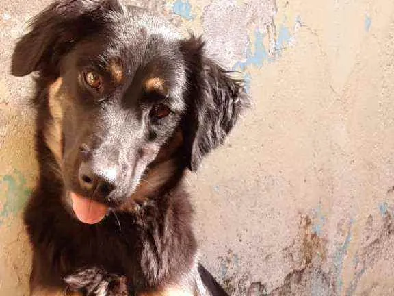 Cachorro raça Vira lata idade 1 ano nome Batata