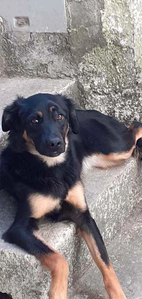 Cachorro raça Vira lata idade 1 ano nome Batata