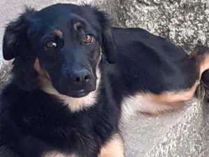 Cachorro raça Vira lata idade 1 ano nome Batata