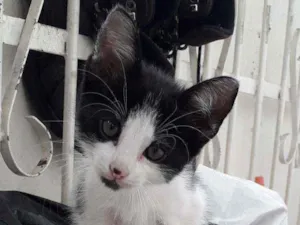 Gato raça Desconhecida  idade 2 a 6 meses nome Sem Nome