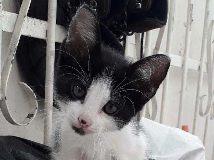 Gato ra a Desconhecida  idade 2 a 6 meses nome Sem Nome