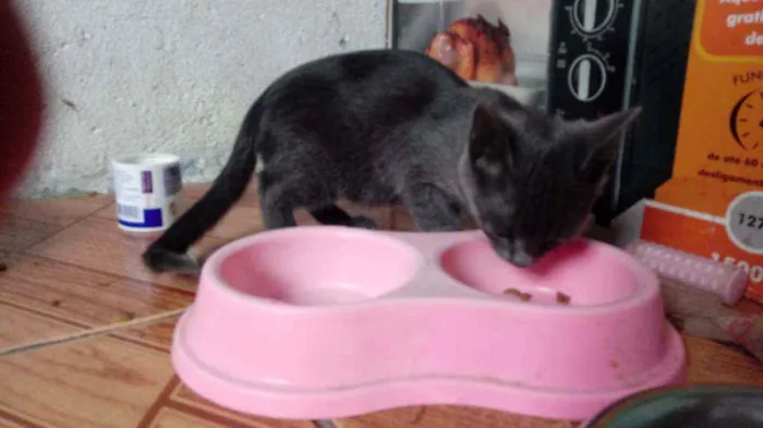 Gato raça SRD idade Abaixo de 2 meses nome Flor