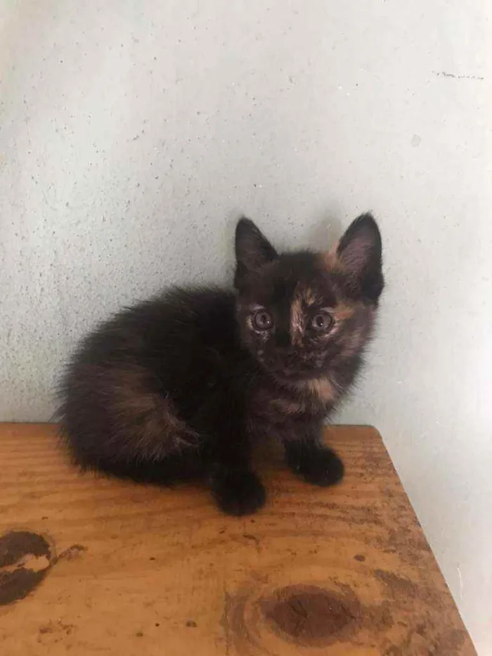Gato raça SRD idade Abaixo de 2 meses nome Flor