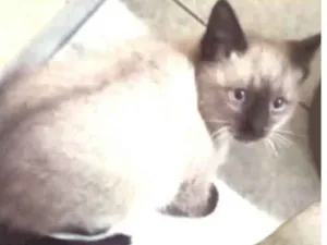 Gato raça  idade 2 a 6 meses nome Gatinha