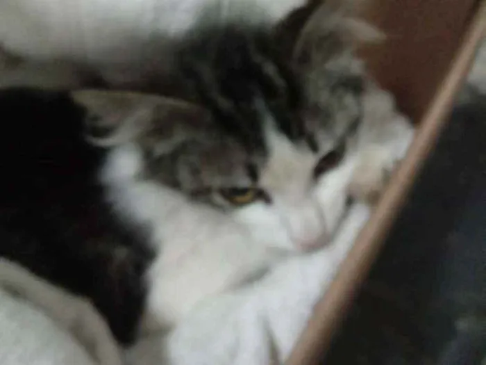 Gato raça SRD idade Abaixo de 2 meses nome Flor