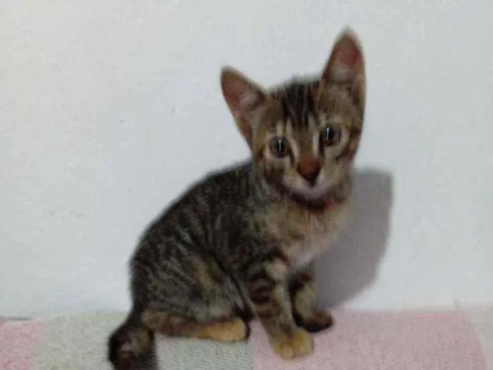 Gato raça SRD idade Abaixo de 2 meses nome Flor
