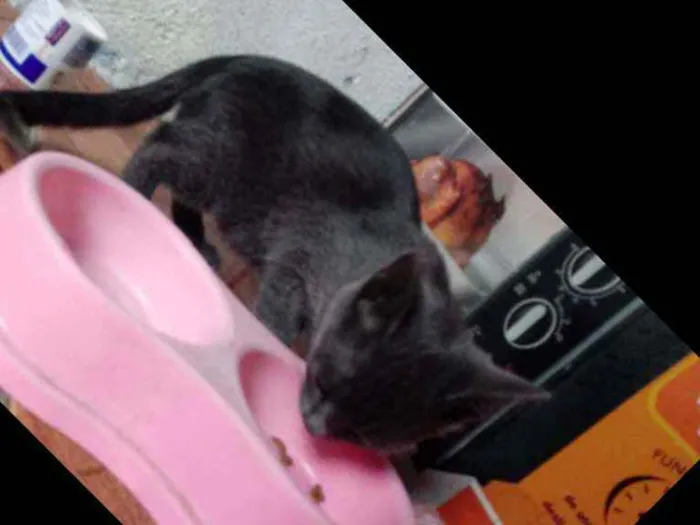 Gato raça SRD idade Abaixo de 2 meses nome Flor
