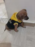 Bob