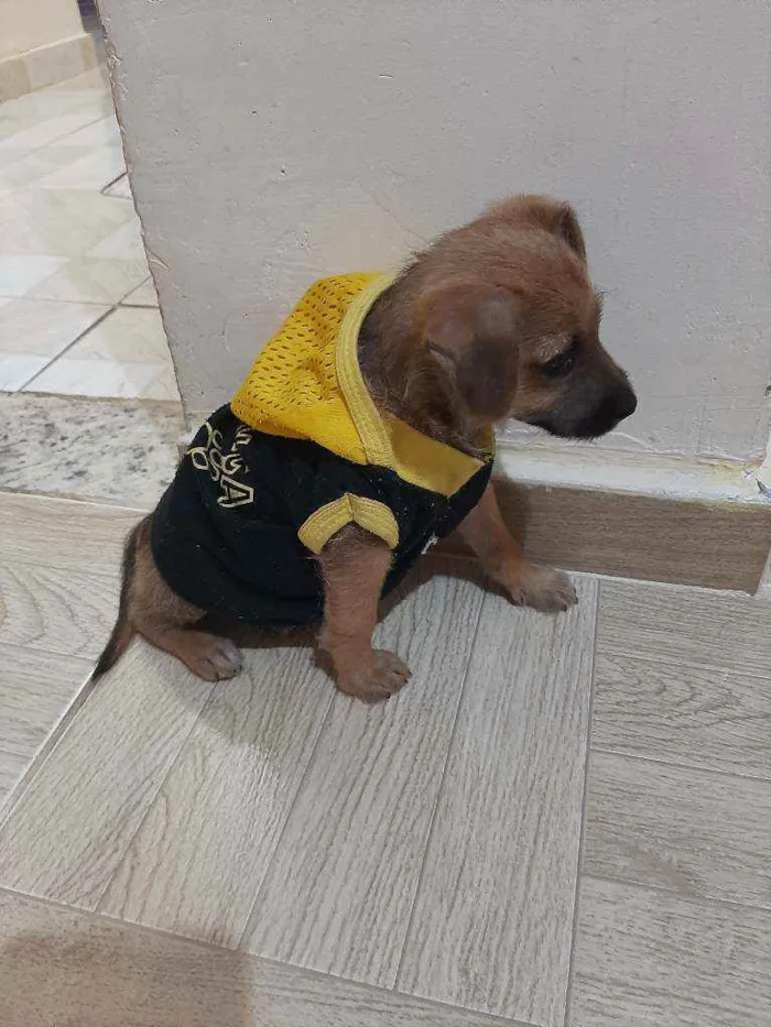 Cachorro raça Vira lata idade 2 a 6 meses nome Bob