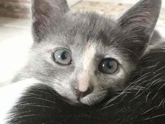 Gato raça Desconhecida  idade 2 a 6 meses nome Sem Nome