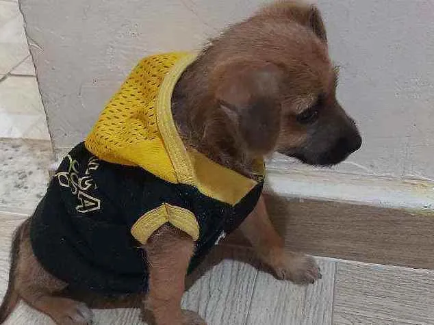 Cachorro raça Vira lata idade 2 a 6 meses nome Bob