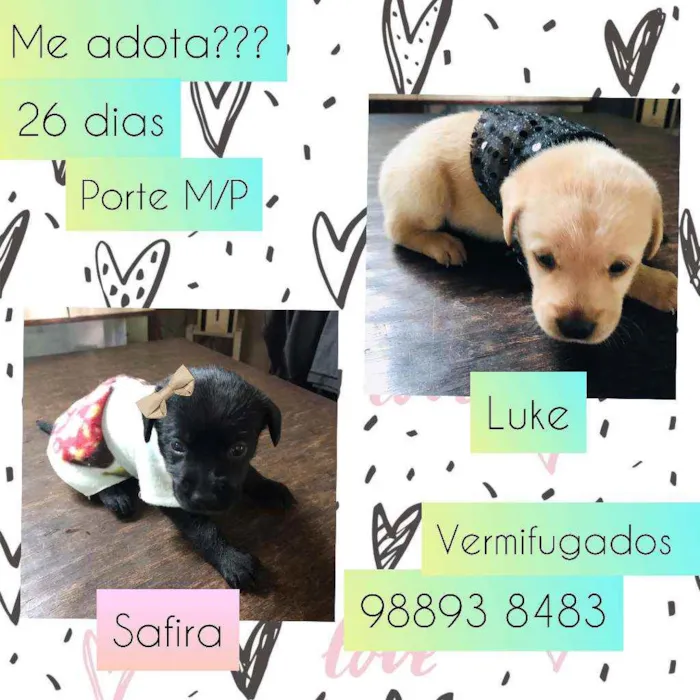 Cachorro raça SRD idade Abaixo de 2 meses nome Duplinha