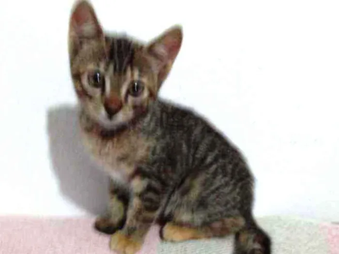 Gato raça SRD idade Abaixo de 2 meses nome Flor